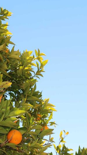 机票网站建设截图4