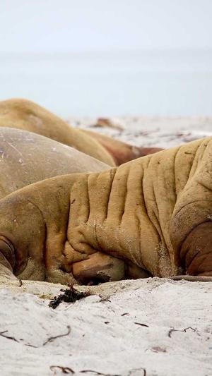 站群,泛目录截图1