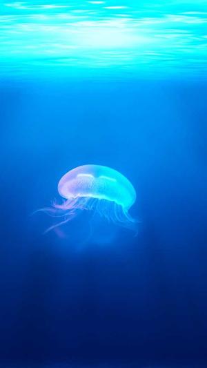 手机seo工具手机截图3