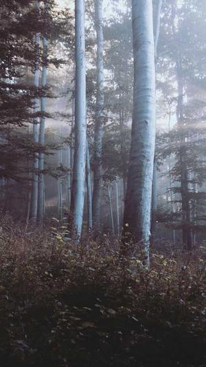 seo关键词检测工具截图3