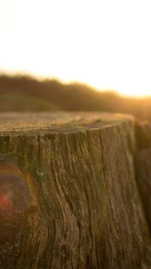 旺道seo系统截图1