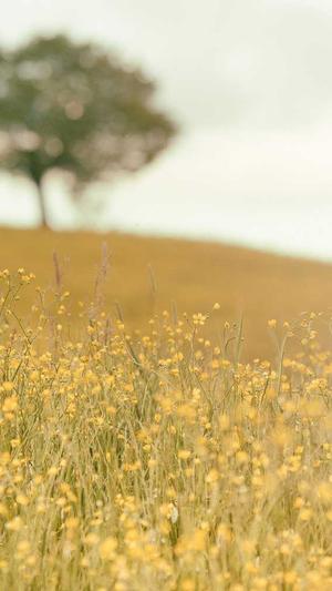 seo查询站长工具截图1